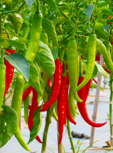 Verified ASTA, SHU and Safety Standards Red Chilli