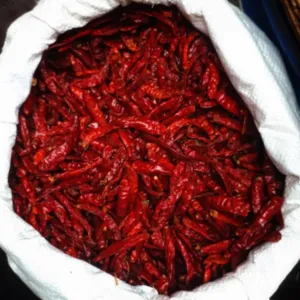 Kaddi Byadgi variety preview