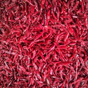 US 341 variety preview