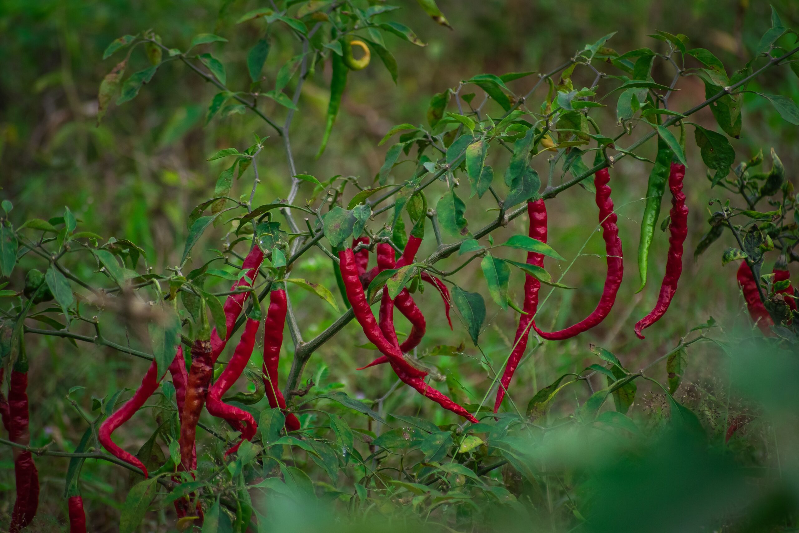 Authentic Export Grade Indian Red Chilli Varieties